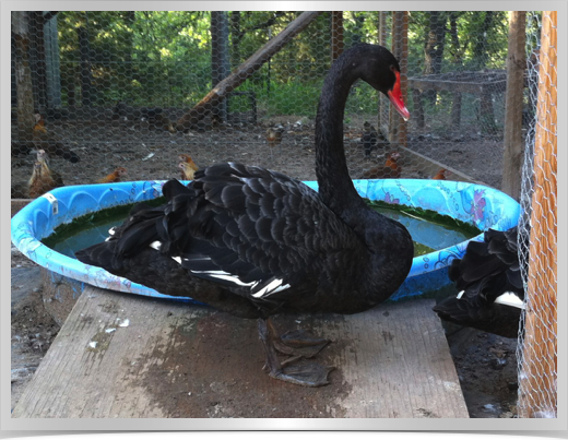 BlackSwans_0028.jpg